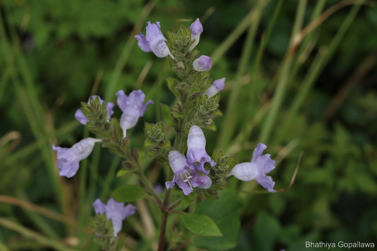 Strobilanthes rhamnifolia var. rhamnifolia (Nees) T. Anderson